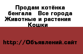 Продам котёнка бенгала - Все города Животные и растения » Кошки   